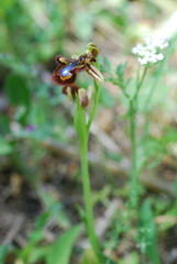 Ophrys speculum