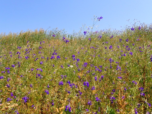 Forking Larkspur