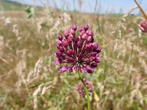 Purple-flowered Garlic
