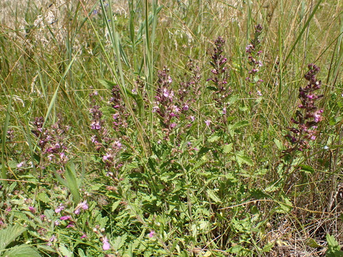Wall germander