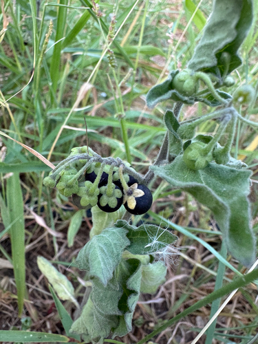 black nightshade