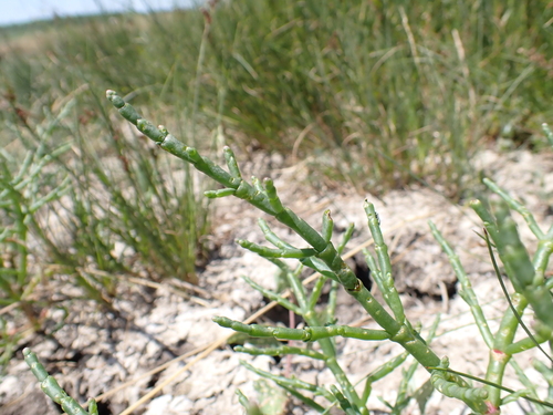 Common Glasswort