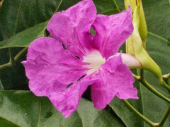 Bignonia corymbosa