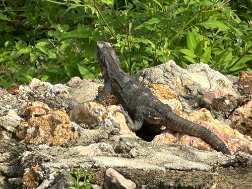 Black Spiny-tailed Iguana