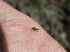 Andrion regensteinense