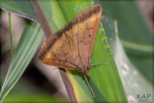 Hyalorista taeniolalis
