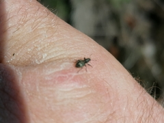 Andrion regensteinense