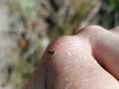 Andrion regensteinense