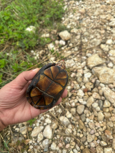 Red-cheeked Mud Turtle