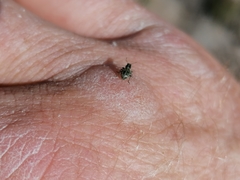 Andrion regensteinense