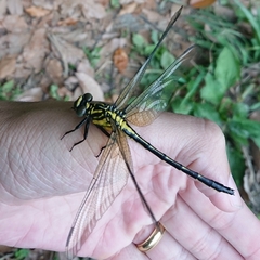Asiagomphus pryeri