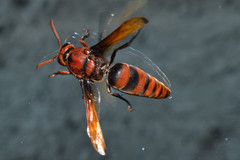 Rhynchium