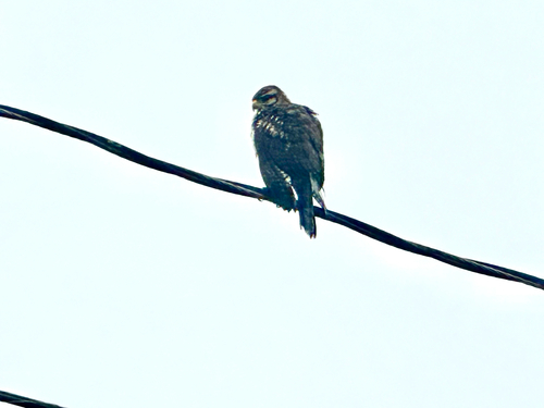 Gray Hawk