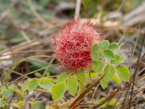 Mossy Rose Gall Wasp