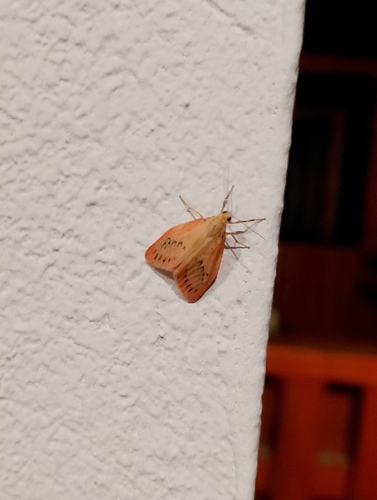 Rosy Footman