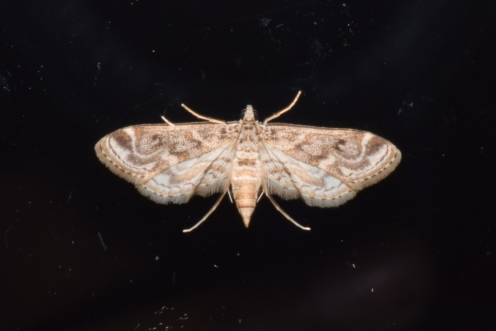Hydrilla Leafcutter Moth from Guijan, Tinsukia, Assam, India on ...