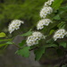 Spiraea ouensanensis - Photo (c) 茶棚, some rights reserved (CC BY-NC), uploaded by 茶棚