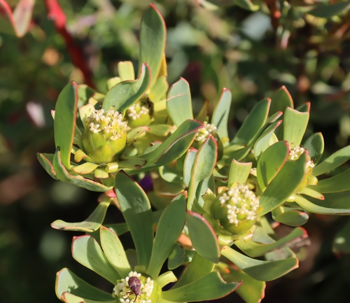 Leucadendron glaberrimum, photograph 6