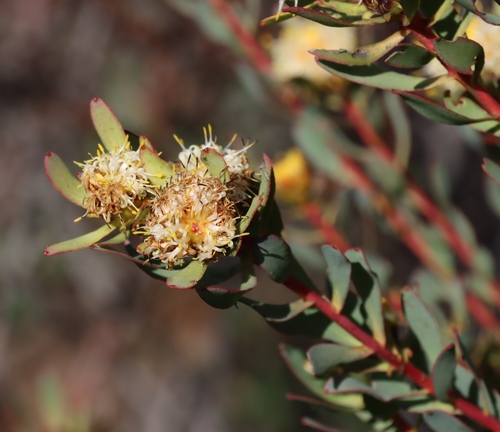 Leucadendron glaberrimum, photograph 4