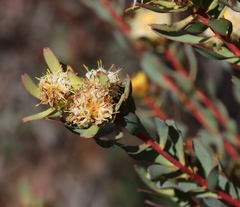 Leucadendron glaberrimum, photograph (c) Tony Rebelo, some rights reserved (CC BY-SA)