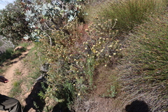 Leucadendron glaberrimum, photograph (c) Tony Rebelo, some rights reserved (CC BY-SA)