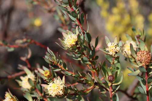 Leucadendron glaberrimum, photograph 2