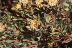 Leucadendron glaberrimum, photograph (c) Tony Rebelo, some rights reserved (CC BY-SA)