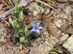 Gentiana squarrosa