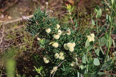 Searsia rosmarinifolia, photograph (c) Tony Rebelo, some rights reserved (CC BY-SA)