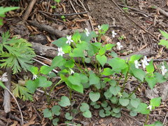 Viola acuminata
