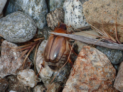 Phobetus comatus