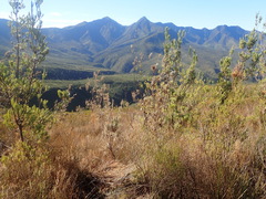 (c) Nicola van Berkel, some rights reserved (CC BY-SA) Leucadendron uliginosum, photograph (c) Nicola van Berkel, some rights reserved (CC BY-SA)