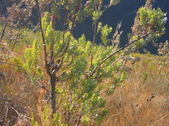 (c) Nicola van Berkel, some rights reserved (CC BY-SA) Leucadendron uliginosum, photograph (c) Nicola van Berkel, some rights reserved (CC BY-SA)
