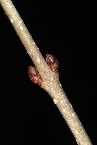 Paprastasis ligustras nuotrauka