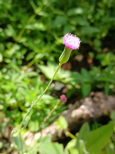 Emilia sonchifolia, photograph 3