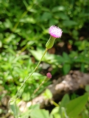 Emilia sonchifolia, photograph (c) xanderferret, some rights reserved (CC BY)