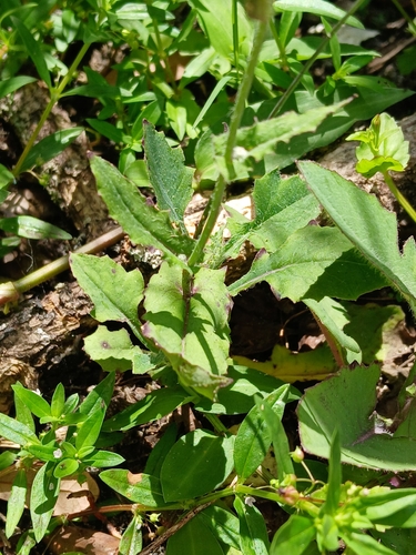 Emilia sonchifolia, photograph 4