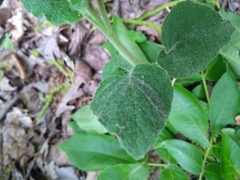 Physalis heterophylla