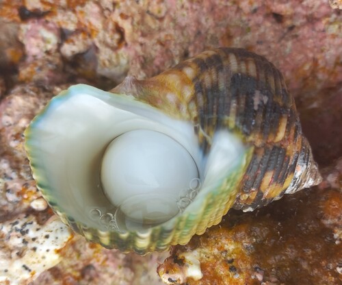 Turbo setosus observed 2026-07-12