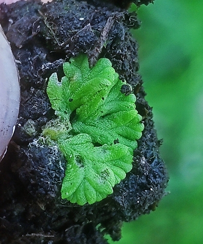 fringed heartwort