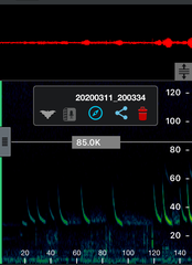 Chalinolobus gouldii