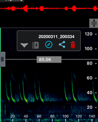 Chalinolobus gouldii