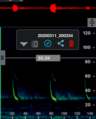 Chalinolobus gouldii