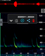 Chalinolobus gouldii