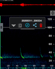 Chalinolobus gouldii
