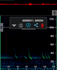 Chalinolobus gouldii