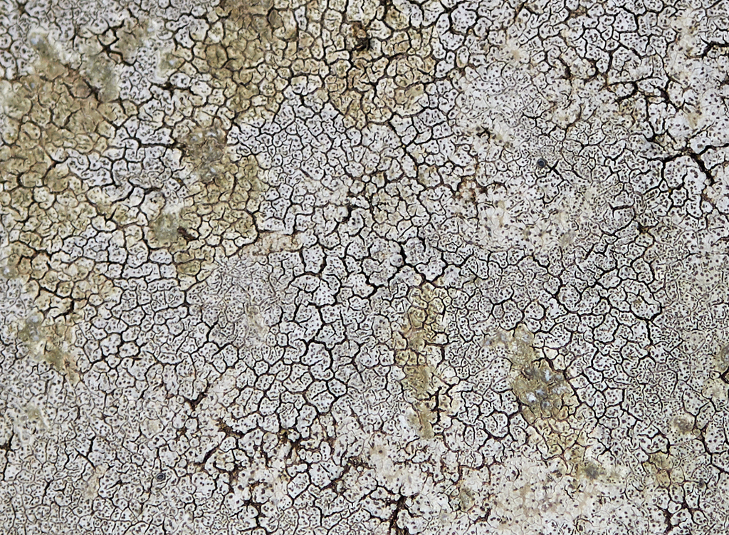 Aspicilia caesiopruinosa