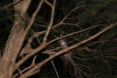 Pseudocheirus occidentalis