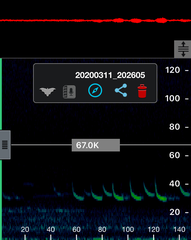 Chalinolobus gouldii