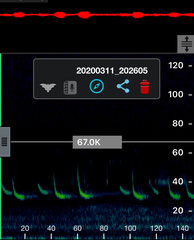 Chalinolobus gouldii